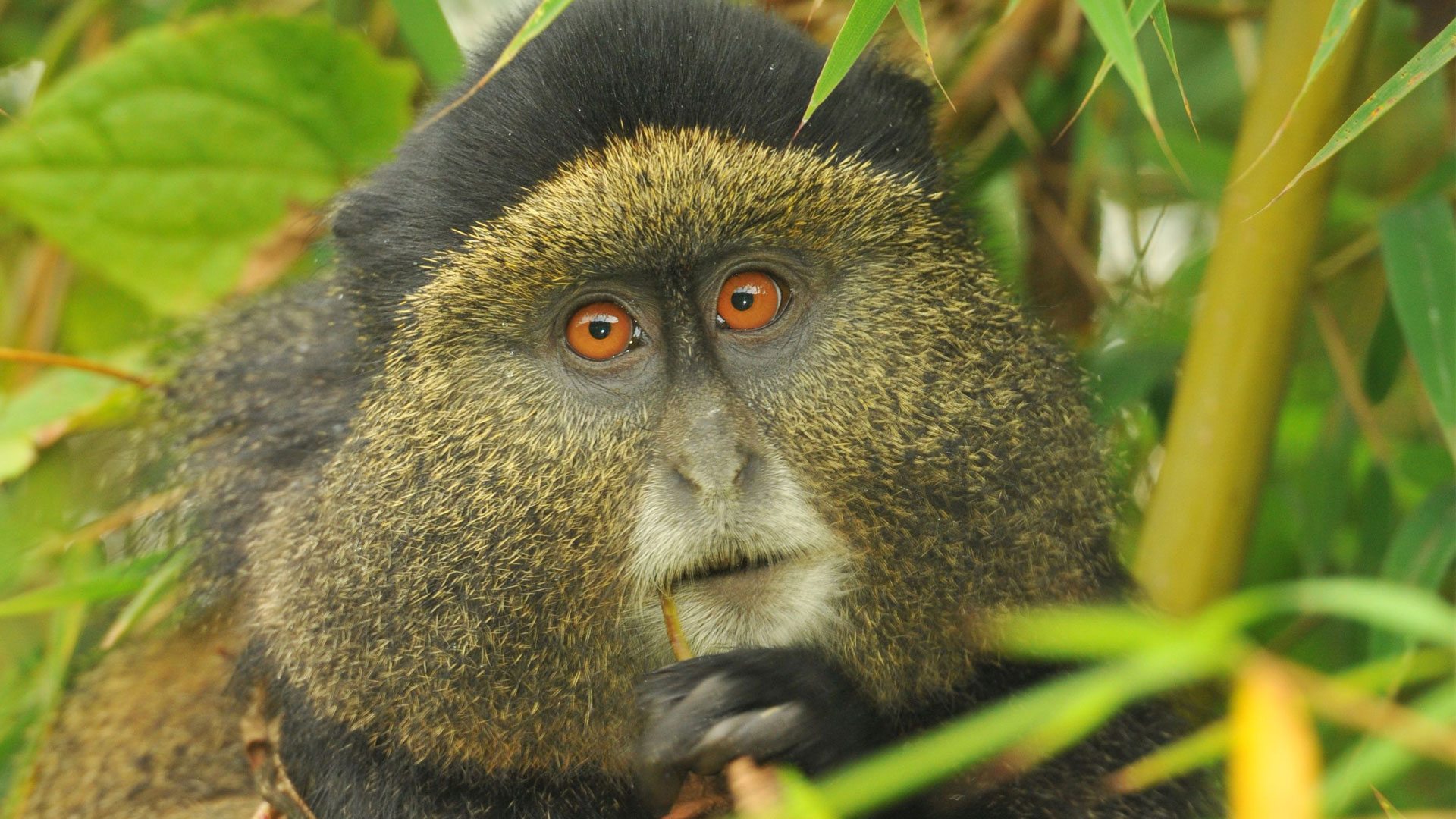 Rwanda: Gorilla & Golden Monkey Trekking experience