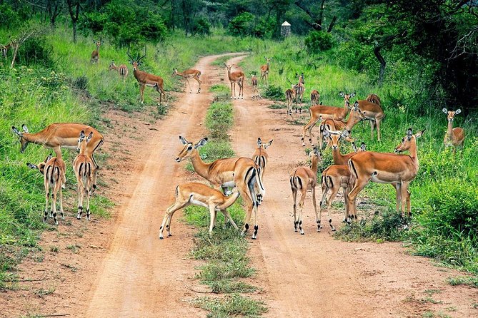 Akagera National Park Visit Day trip