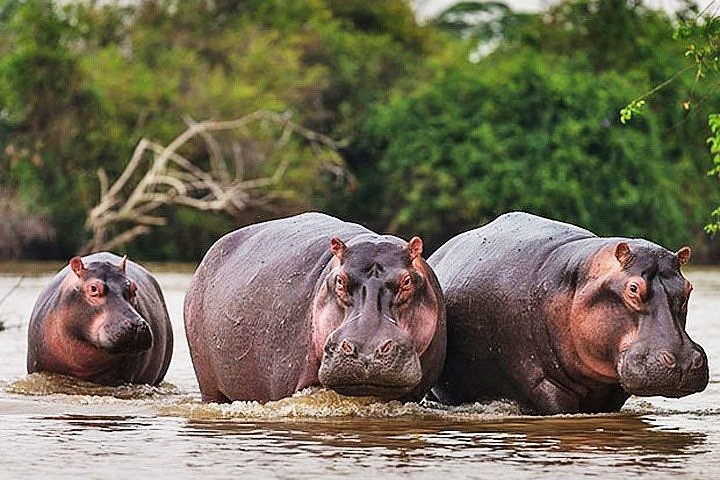 Rwanda Love of Nature, Wildlife & Culture experience 