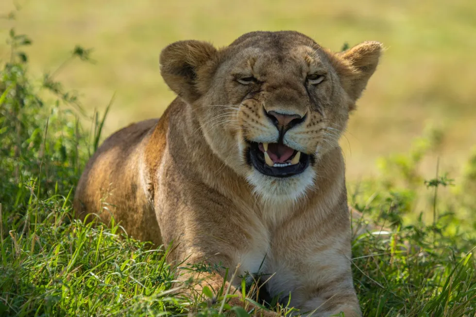 Kenya safari tours