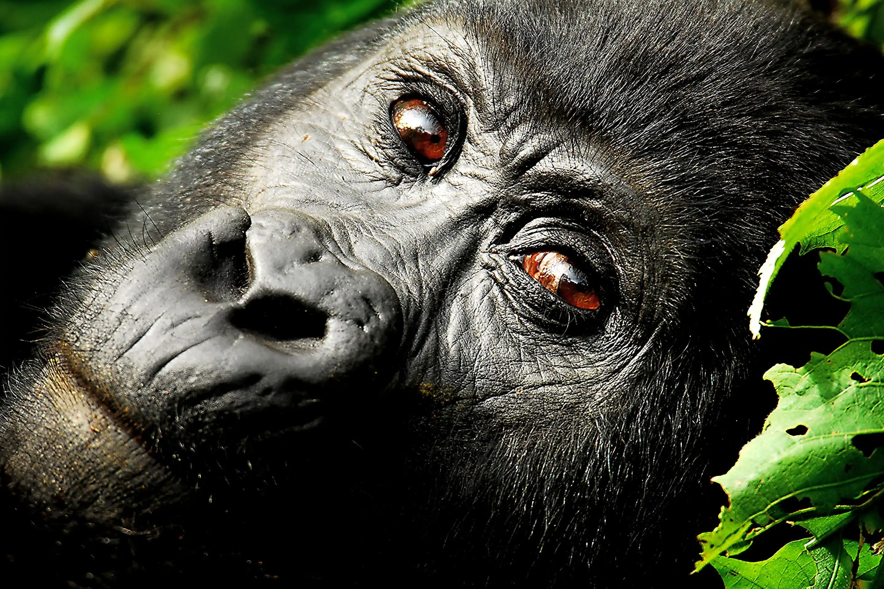Uganda safari tours