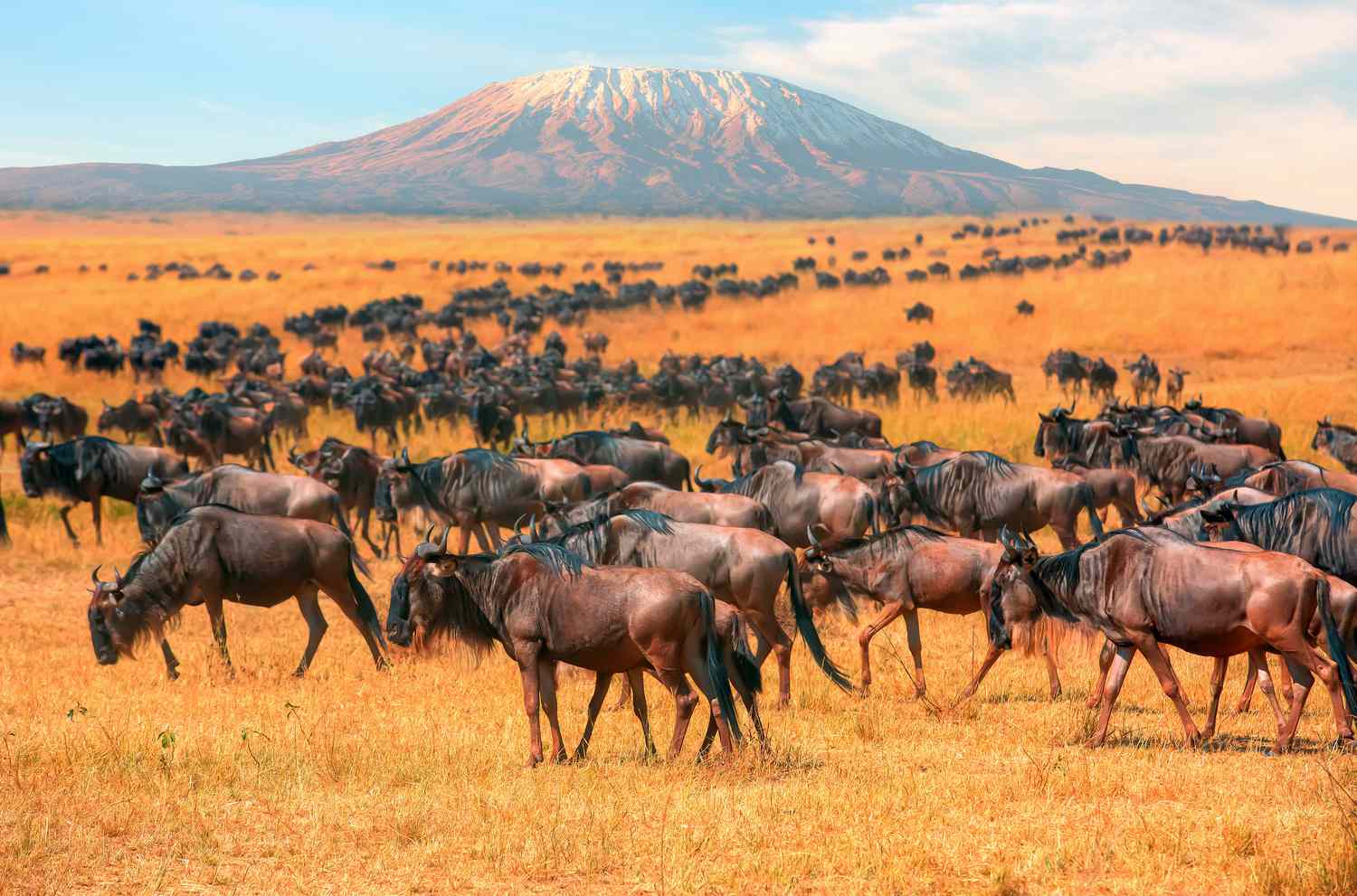 Masai Mara, Amboseli, All-Inclusive Kenya Safari (2 Pax)