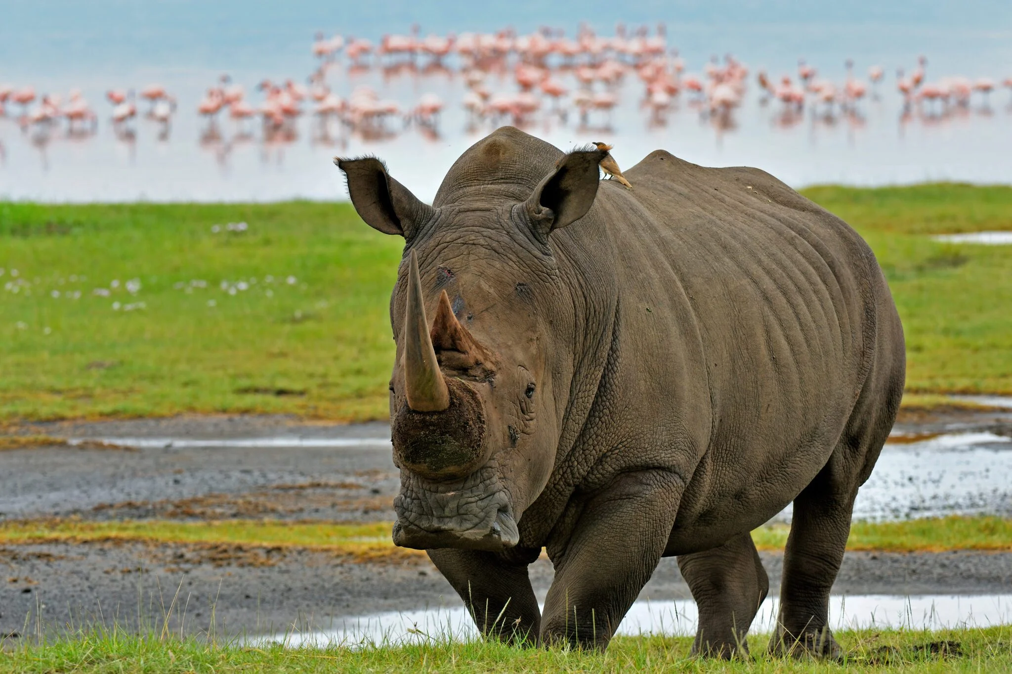 Soul of the Savannah: An Intimate Escape