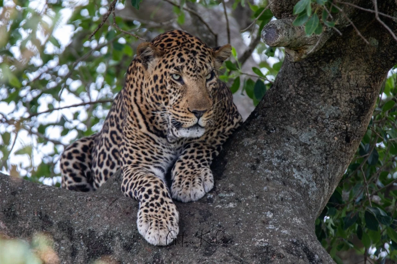 Kenya Signature Safari (4 Pax)