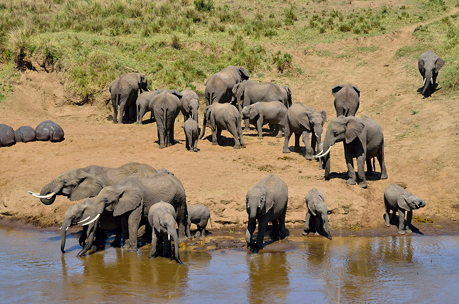 Tanzania Safari Elite Experience (2 Pax)