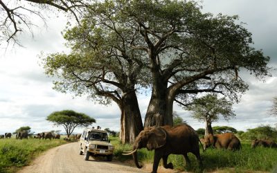 Northern Tanzania Luxury Safari with Cultural Experiences (2 Pax)