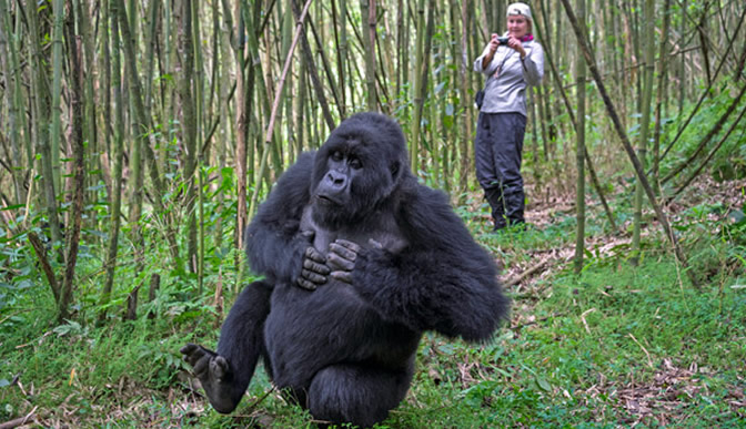 Rwanda Premium Safari: Luxury, Wildlife & Adventure