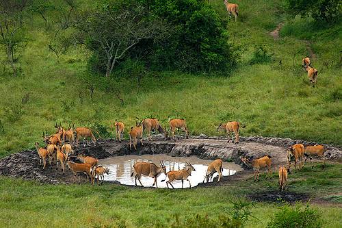 Lake Mburo, Bwindi Forest & Lake Bunyonyi Uganda Tour