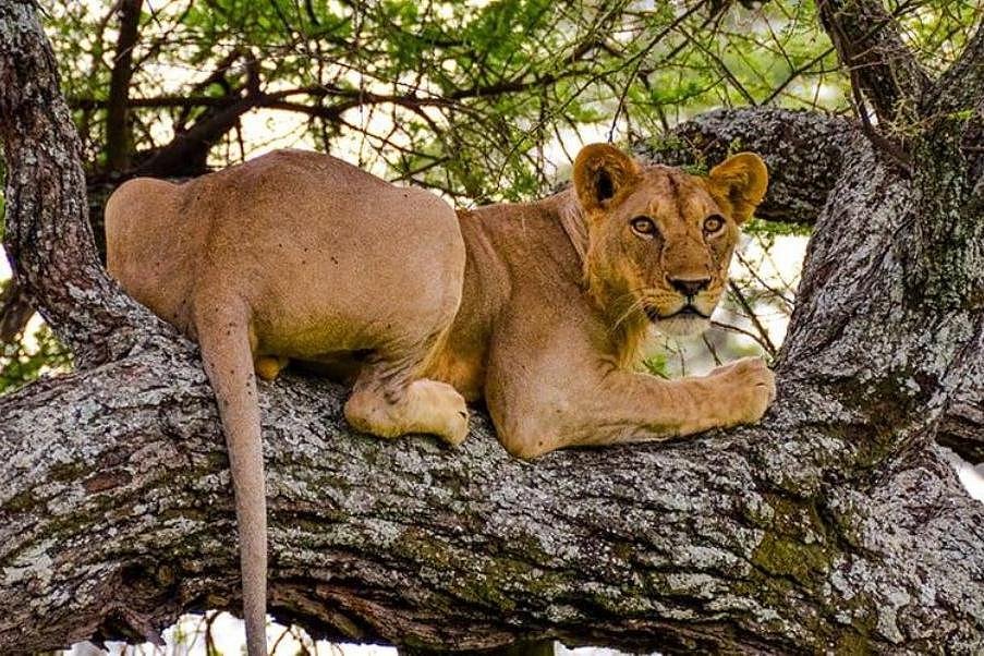 Primates & Predators Safari Uganda