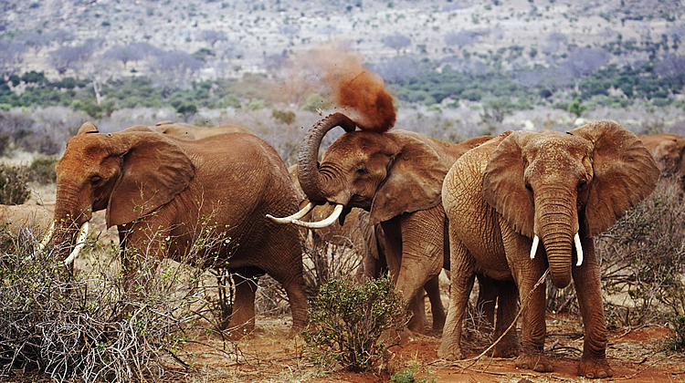 Tsavo East/West & Amboseli Private Standard Mid-range Safari