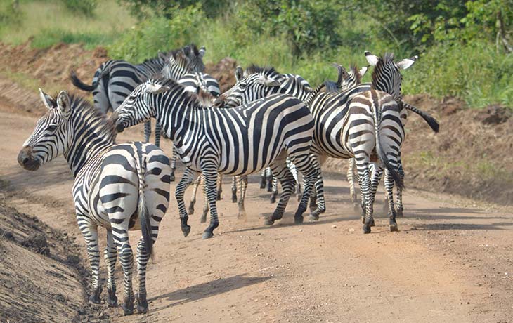 Murchison Falls Safari with Big Five Sighting