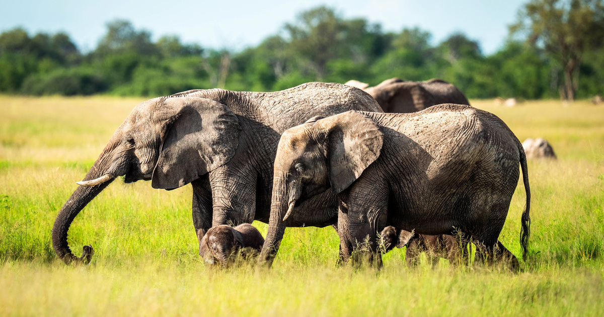 Gorilla Trekking, Safari & Chimps in Kalinzu