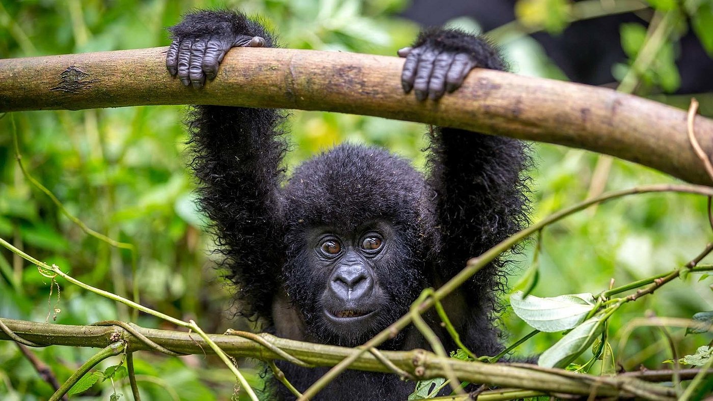 Rwanda Majestic Primates: Gorilla & Golden Monkey Trekking  Experience