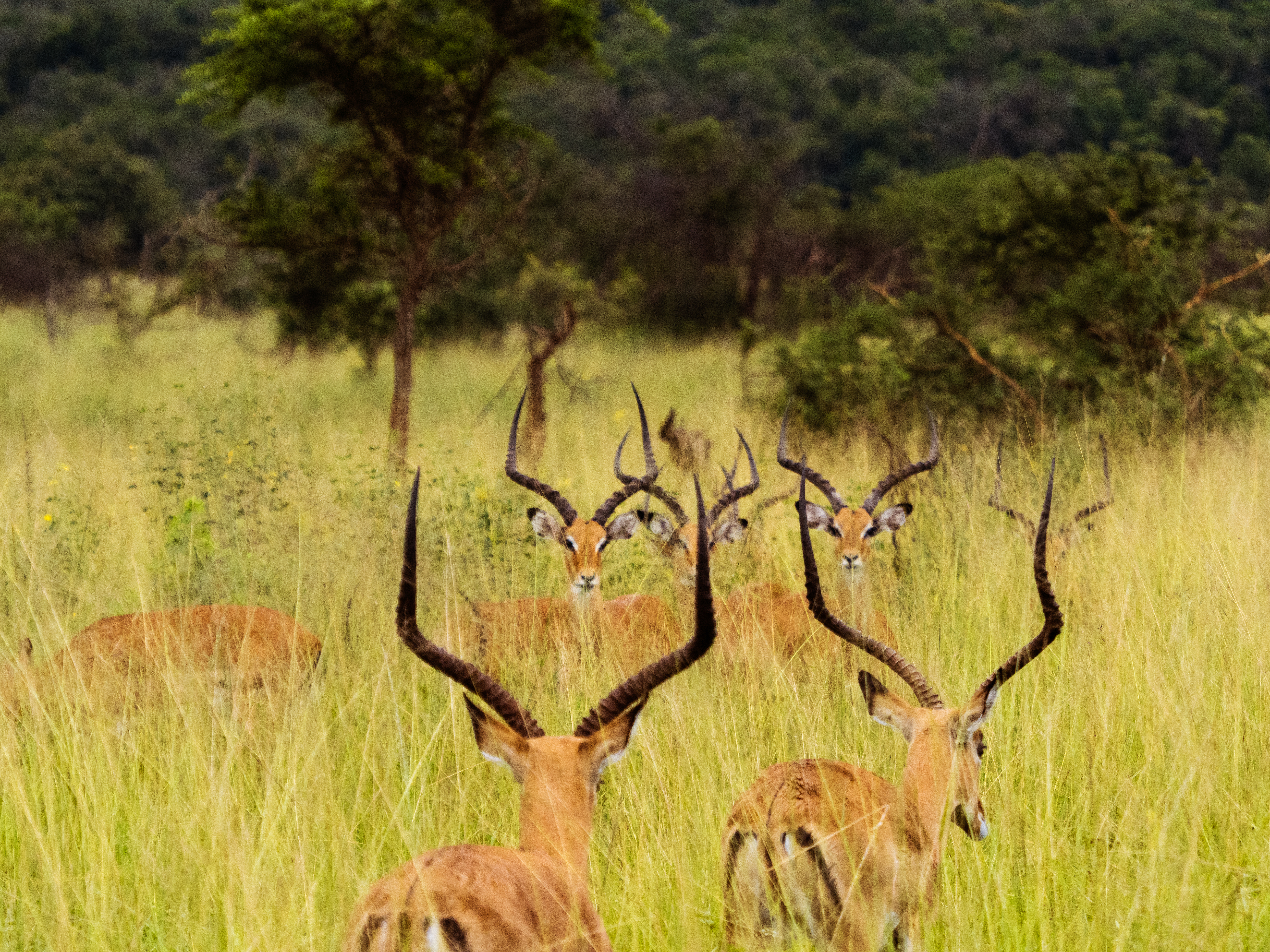 Rwanda Ultimate Safari & Wildlife Expedition