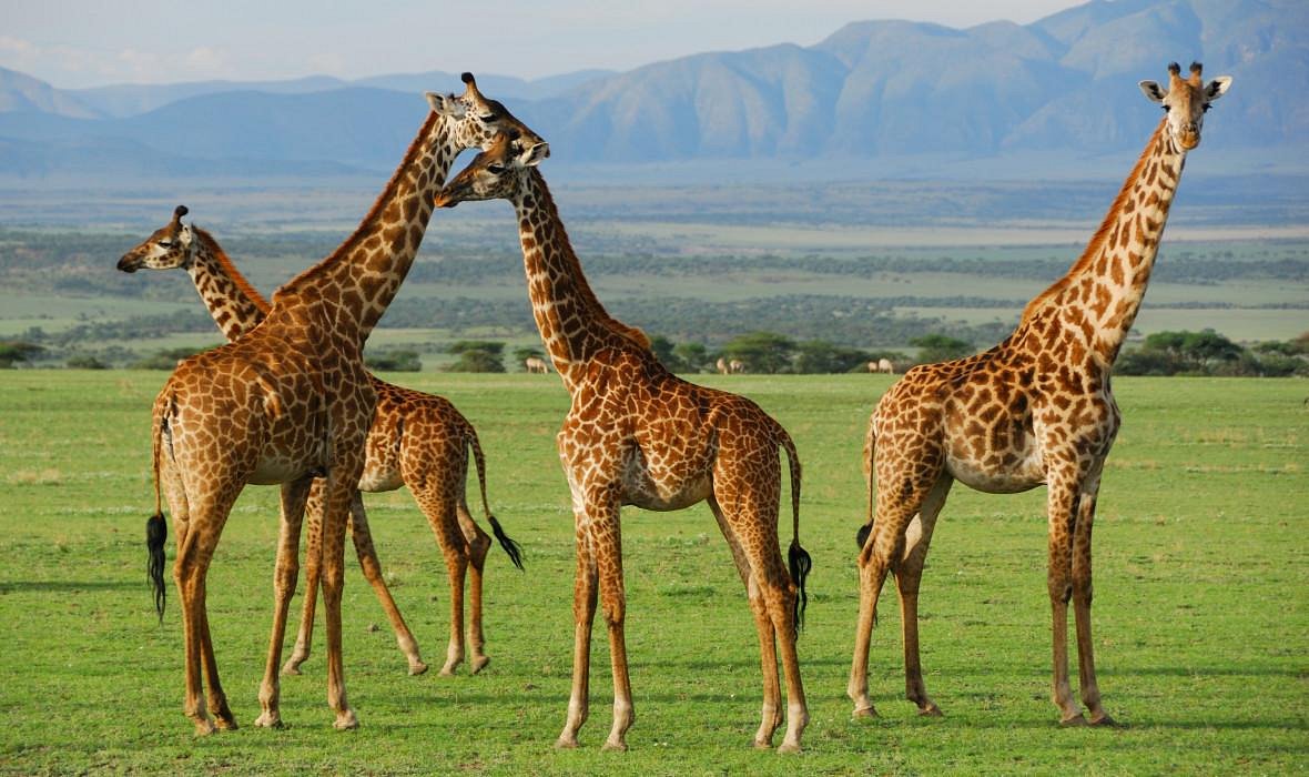 Rwanda Savannah Escape: Akagera Wildlife Experience(home of big five))