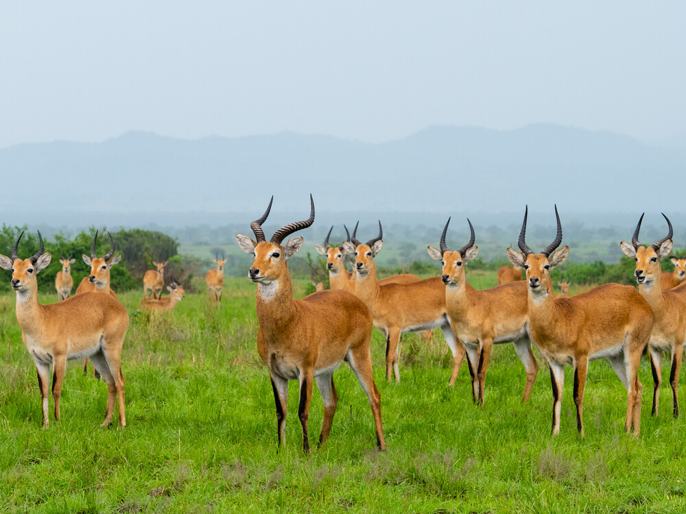 Kibale Chimps Trekking & Queen Elizabeth Safari