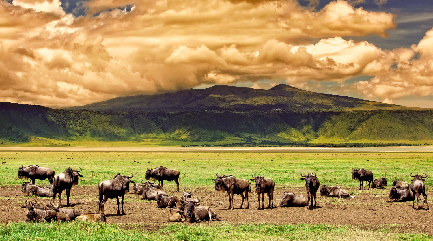 Private Tanzania Safari – Comfort Experience (2 Pax)