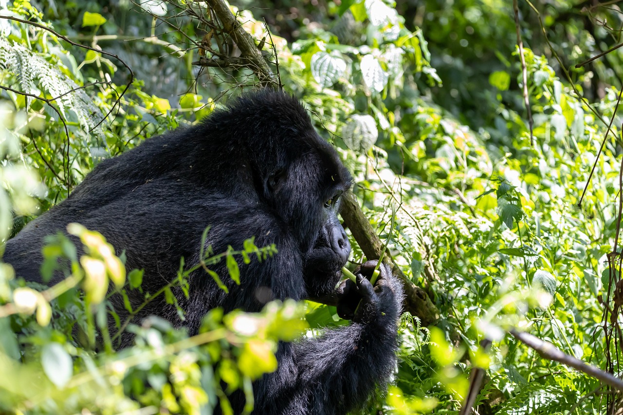 Uganda bucket list; Gorilla Tracking in Bwindi