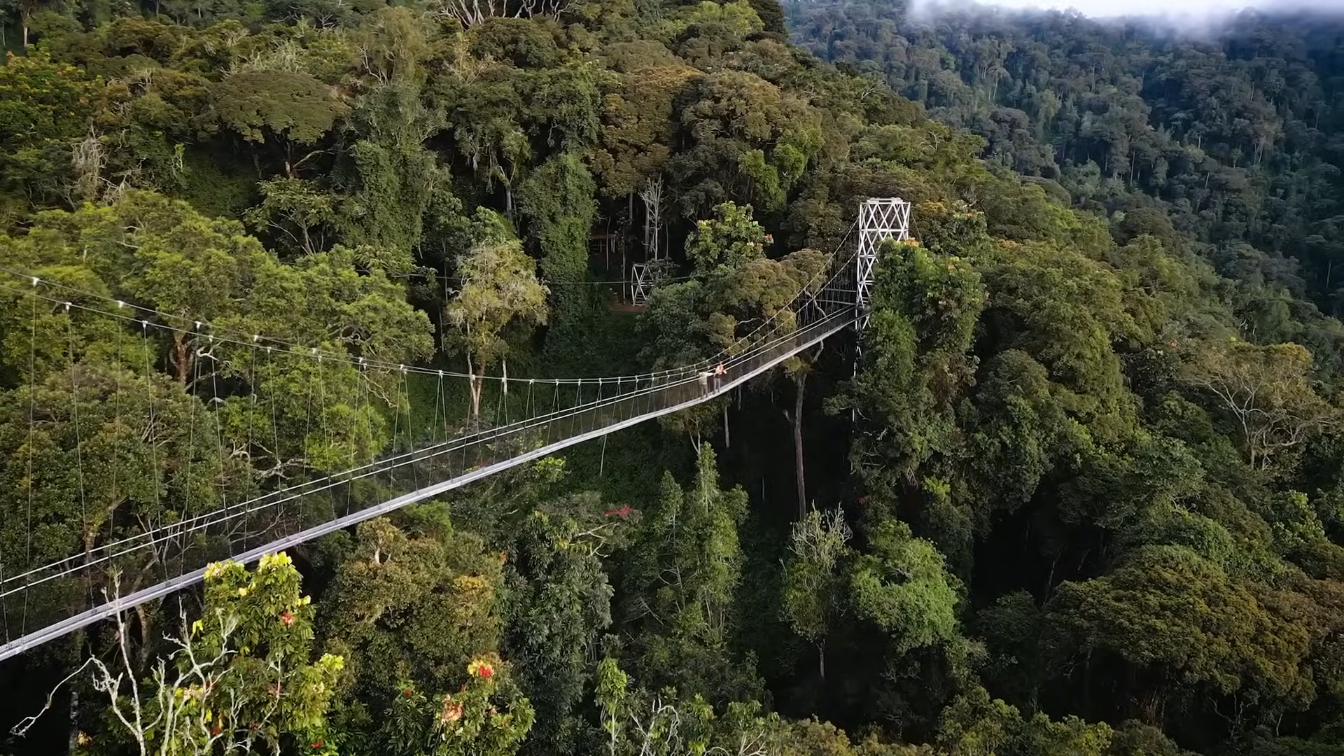 Rwanda Nyungwe Rainforest Adventure: Primates & Canopy Walk