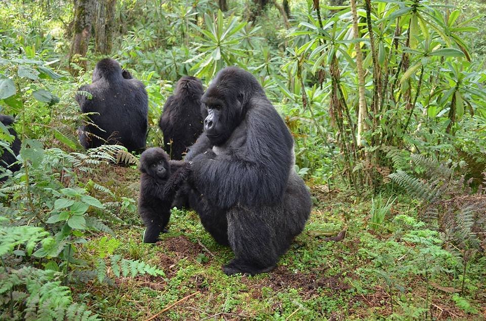 Uganda Gorilla Trekking Safari from Kigali Rwanda