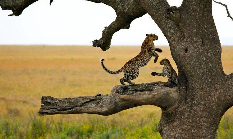 Serengeti, national park wildlife adventure