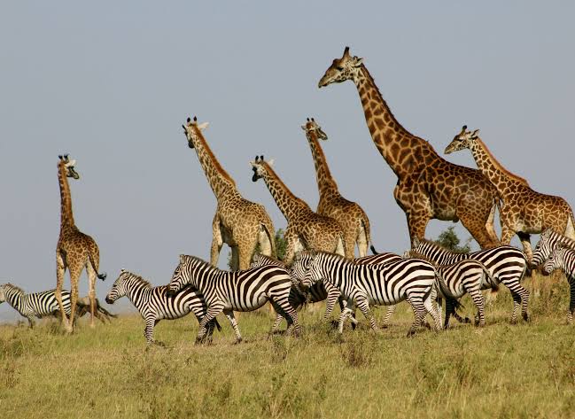 Magical Maasai Mara