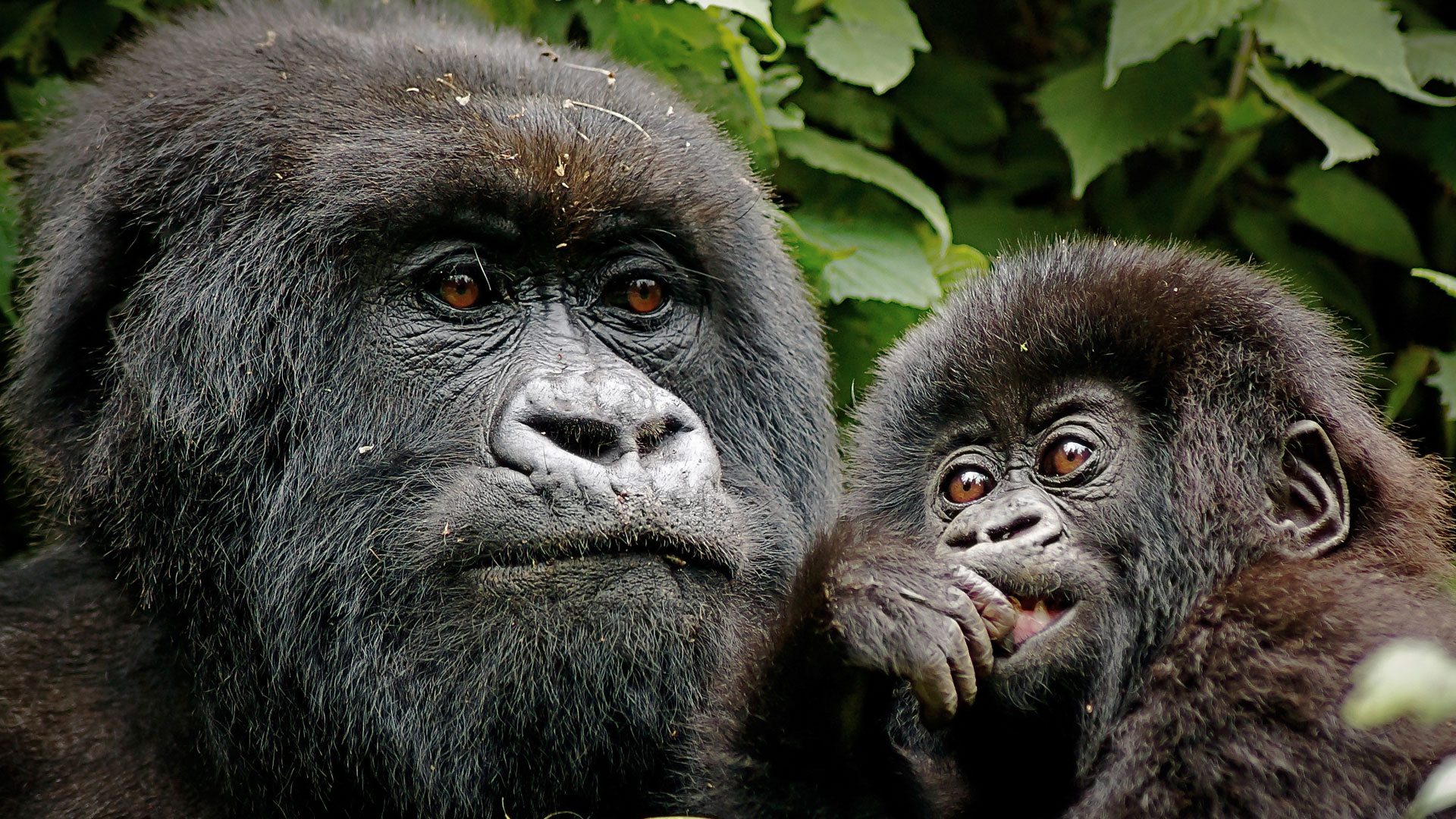  Rwanda Primate Safari Wildlife and Heritage