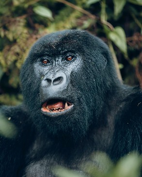 Rwanda Primates Safari And Adventure experience