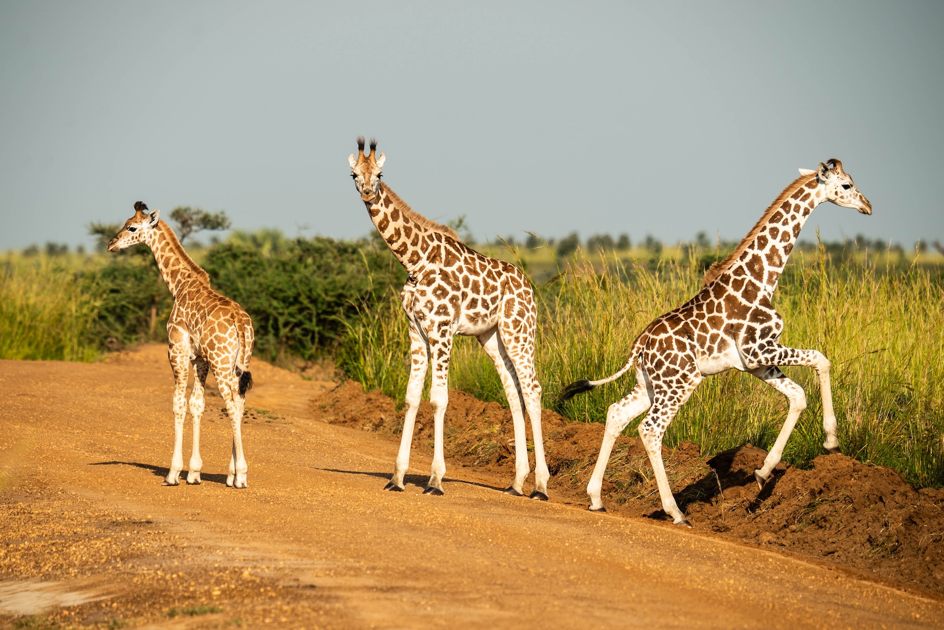 Ultimate Uganda Wildlife & Nature Safari