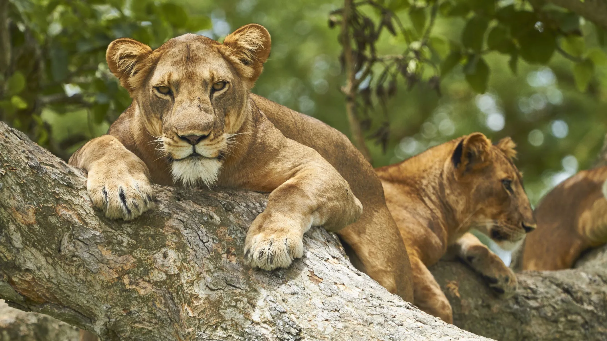 Queen Elizabeth, Lake Mburo and Lake Bunyonyi