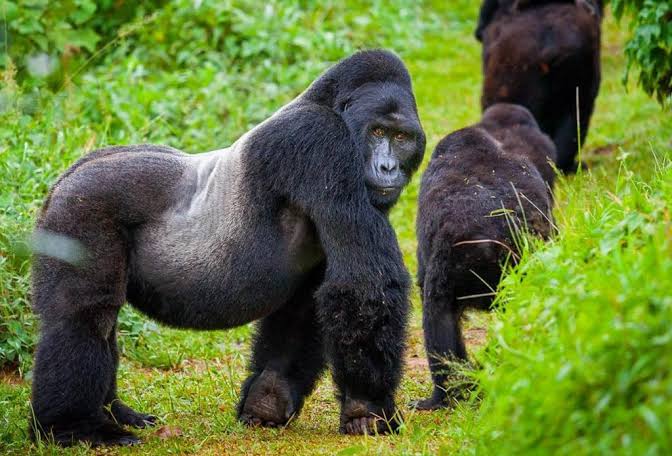 Gorilla Trekking Mist and Batwa Experience